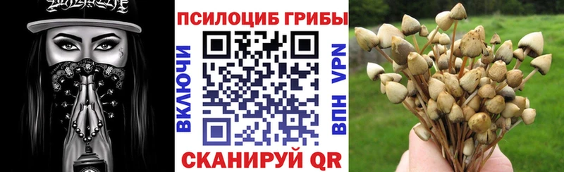 Псилоцибиновые грибы Psilocybine cubensis blacksprut сайт мориарти официальный сайт Дубовка